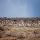A herd of Grevy’s Zebra in Buffalo Springs National Reserve.
